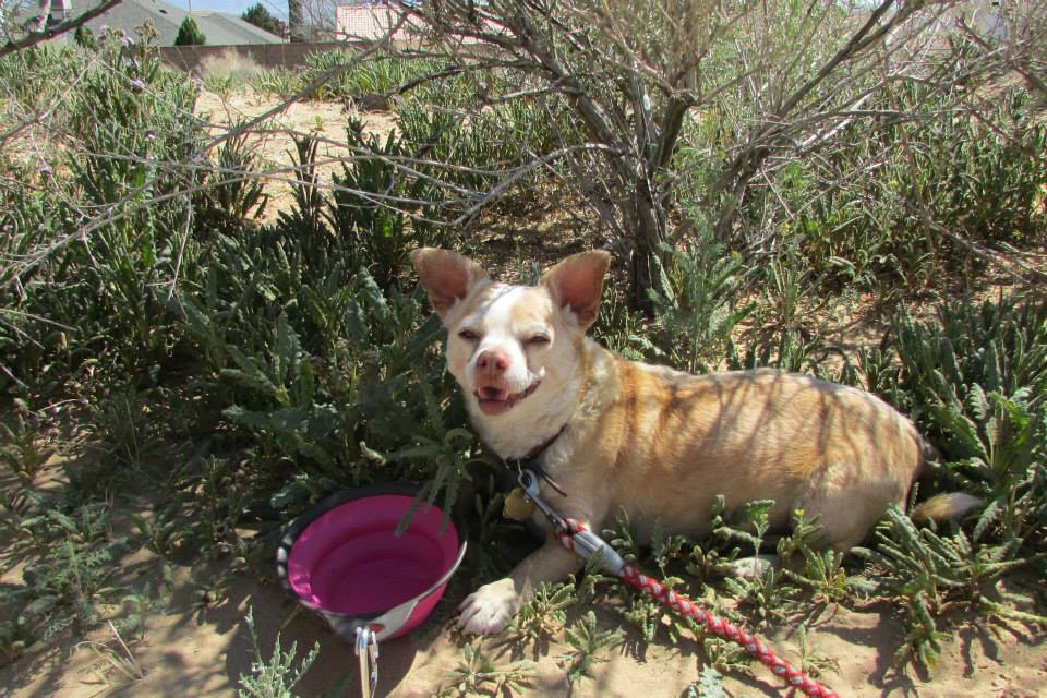 A happy Chihuahua resting in the shade of a bush, with a pink water bowl nearby.