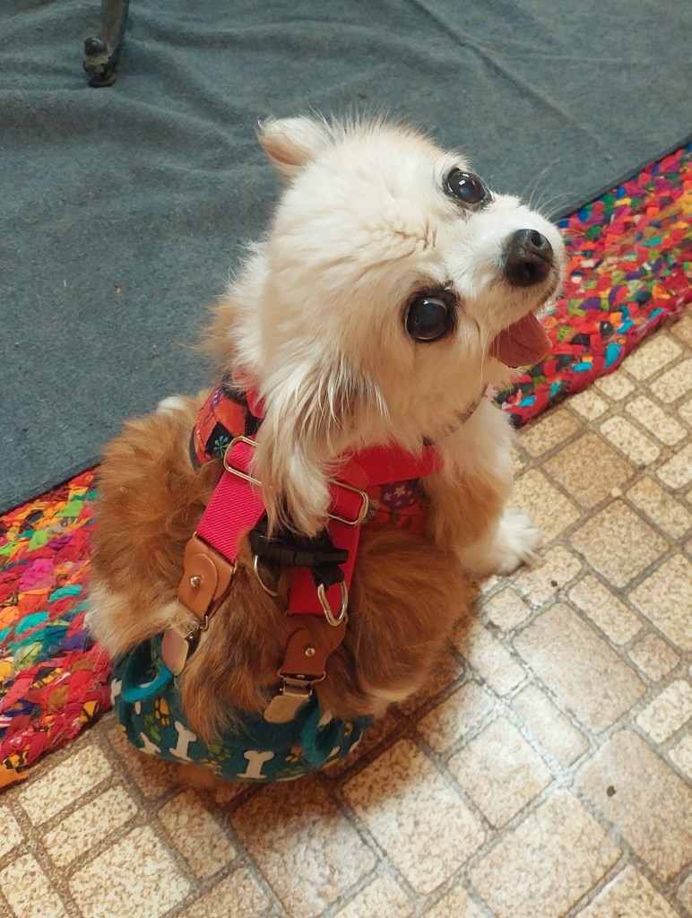 A small dog with fluffy fur wearing a colorful harness, sitting on a patterned rug.