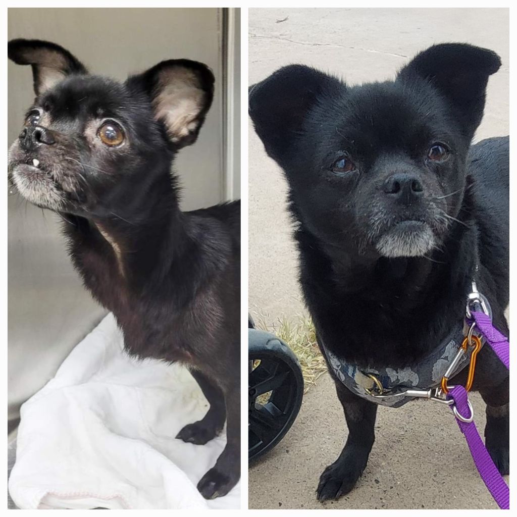 A side-by-side comparison of two small black dogs. The left image shows a black dog with wide eyes and perked ears, appearing slightly anxious in a shelter setting. The right image features the same dog outside, looking more relaxed and wearing a harness.