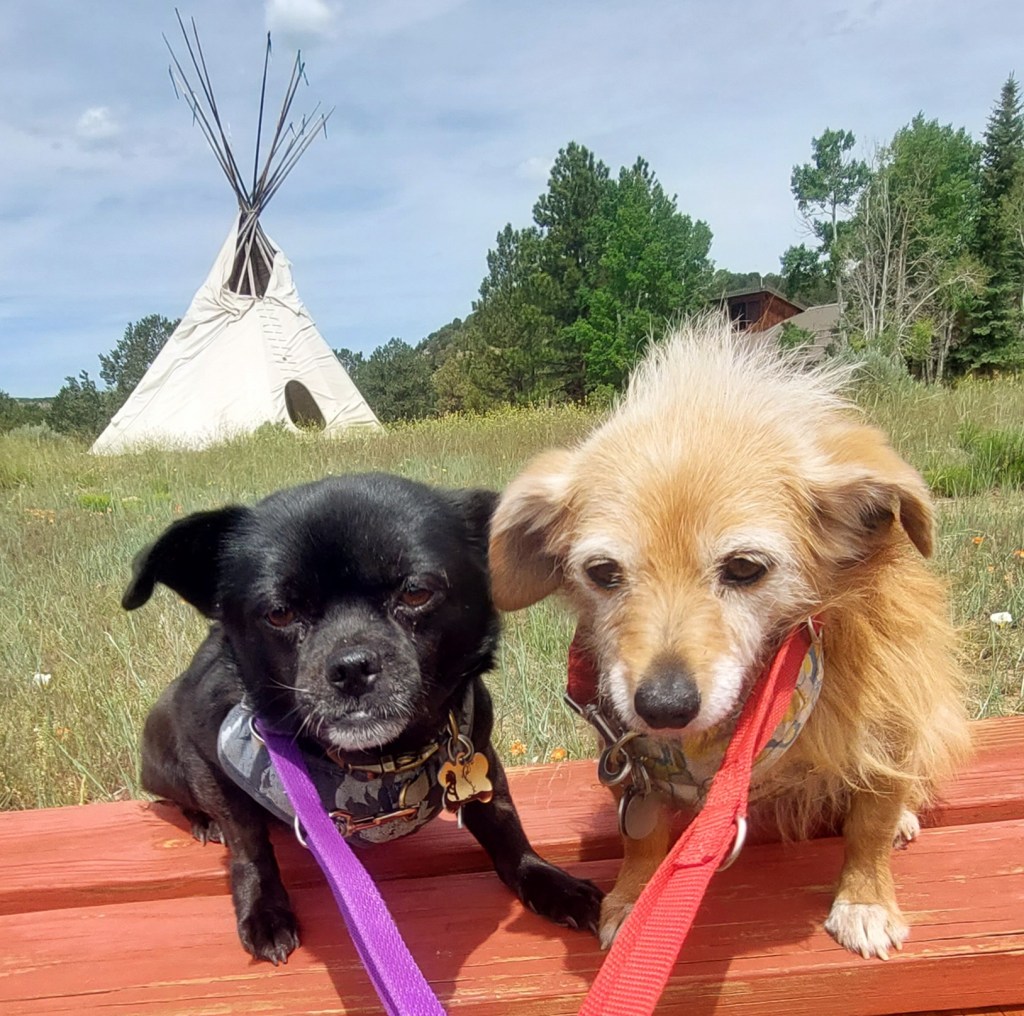 Two dogs sitting on a wooden surface, one black with a purple leash and the other tan with a red leash, in front of a teepee and green trees under a cloudy sky.