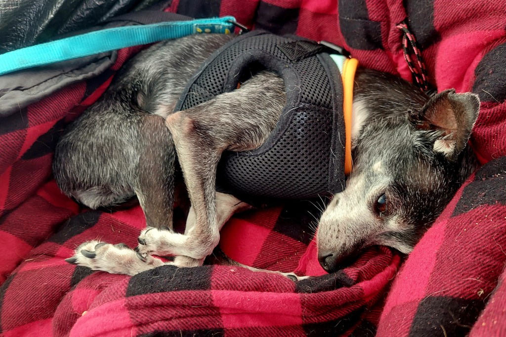 A small, sleeping dog curled up on a checkered red and black blanket, wearing a black harness.