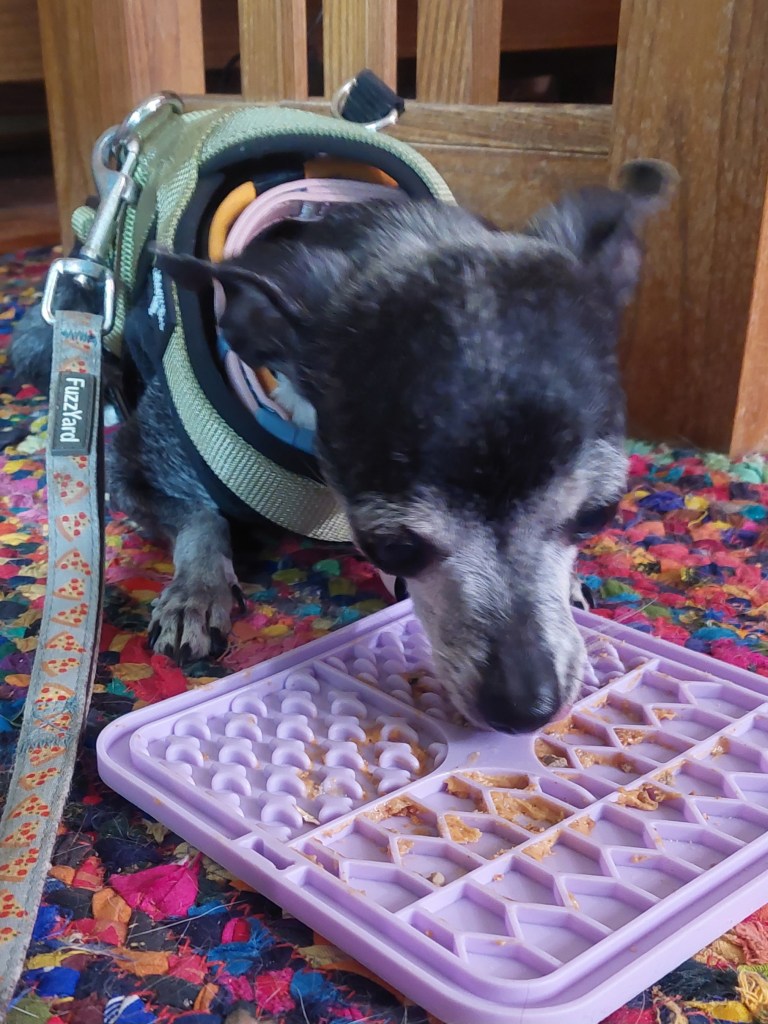A small dog, wearing a harness, is licking food off a purple silicone mat, set on a colorful textured surface.