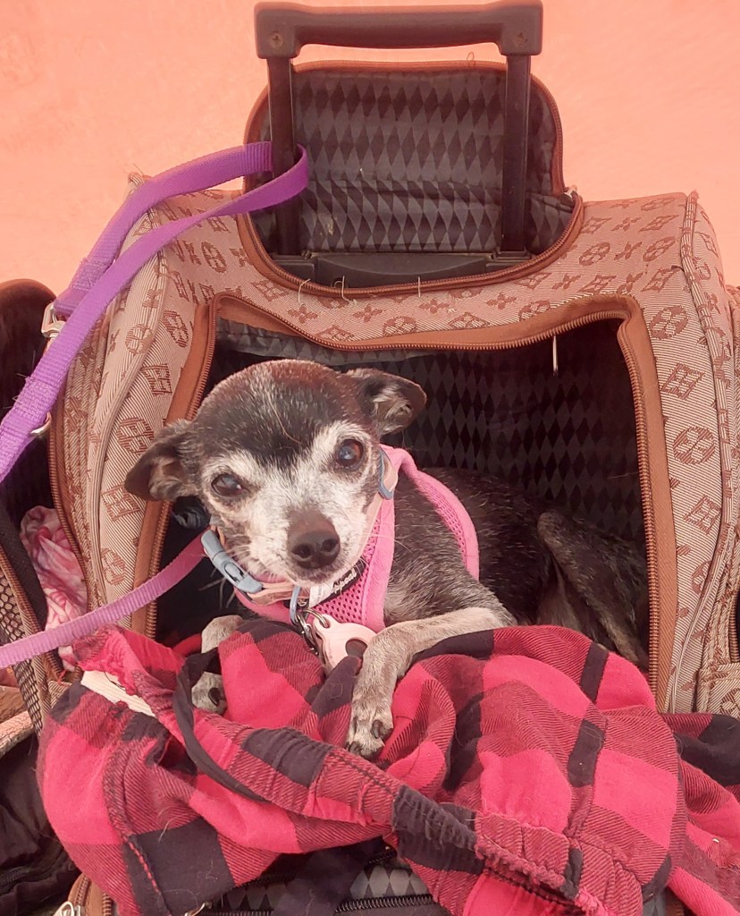 A small dog resting in an open pet carrier, surrounded by clothing items.