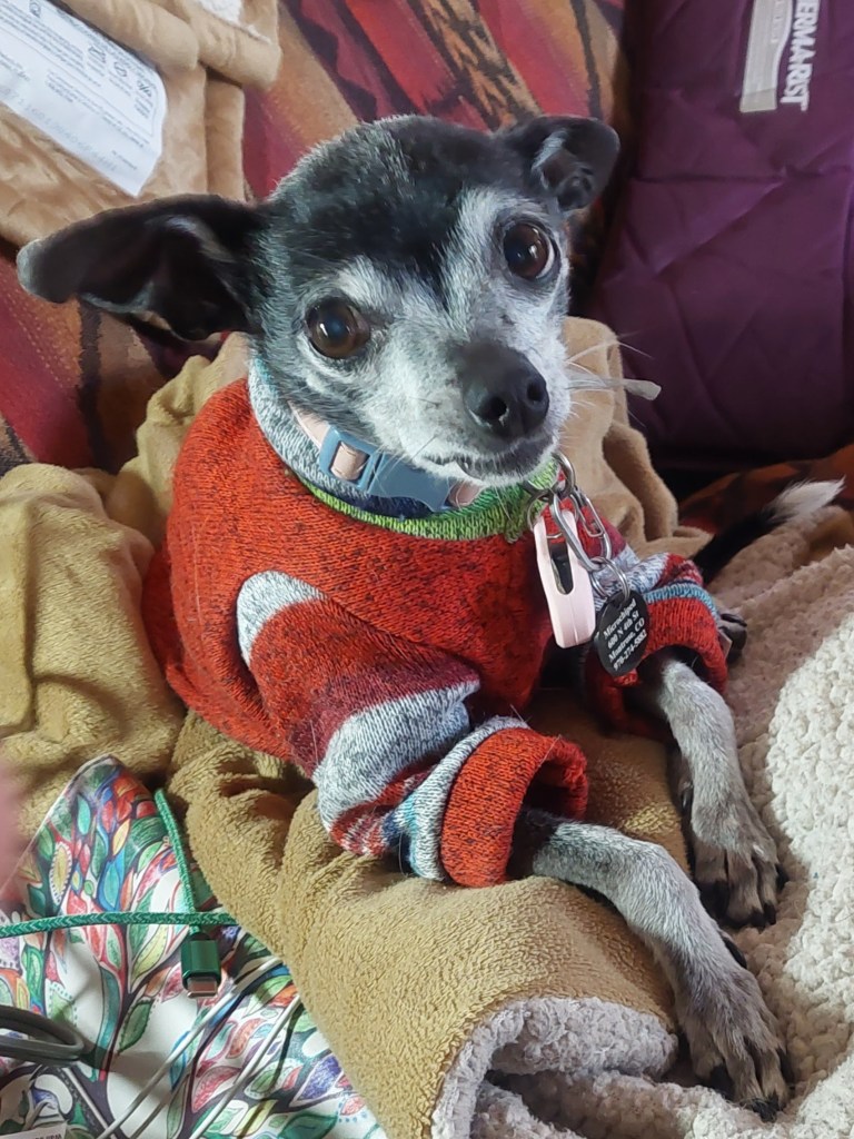 A small dog wearing a colorful sweater, sitting comfortably on a blanket with a soft expression.