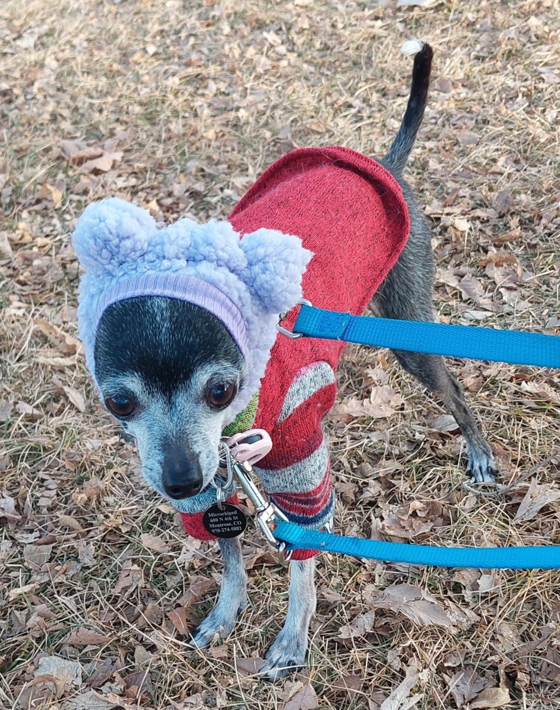 A small dog wearing a red and gray sweater and a fluffy blue hat with bear ears, on a leash while standing on grass with dried leaves.