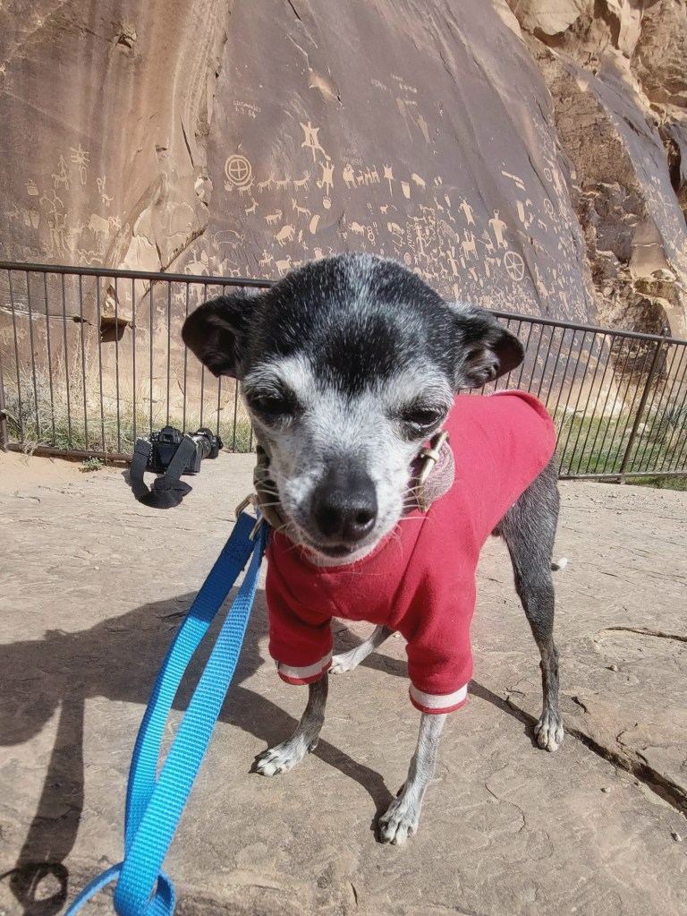A small dog wearing a red sweater stands on rocky ground in front of ancient petroglyphs carved into a cliff face.