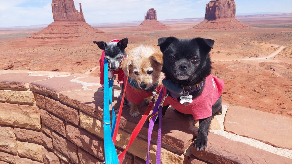 Three dogs wearing red jackets stand on a stone ledge overlooking a vast desert landscape with rock formations in the background.