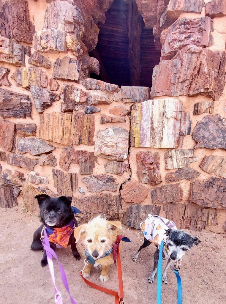 Three small dogs sitting in front of a rustic stone wall, with one dog in a red harness, another in a blue harness, and the last in a patterned shirt.