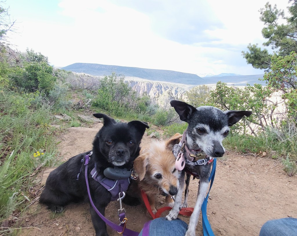 Three small dogs sitting on a hiking trail with a scenic background of hills and greenery.