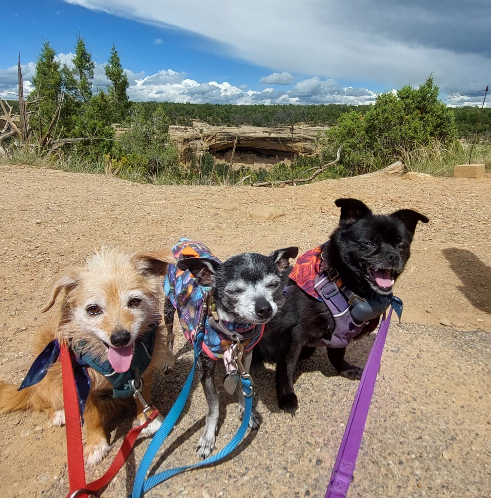 Three small dogs on leashes sitting on a rocky path, smiling under a partly cloudy sky with greenery in the background.
