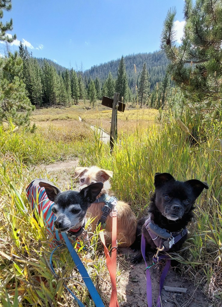 Three small dogs sitting in tall grass on a sunny day, with a forested area and a wooden signpost in the background.