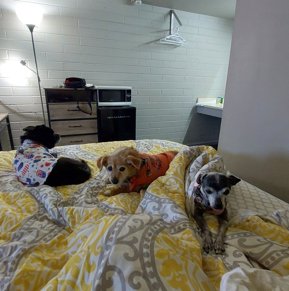 Three dogs lying on a bed with patterned blankets, in a room featuring a lamp, a microwave, and light-colored walls.