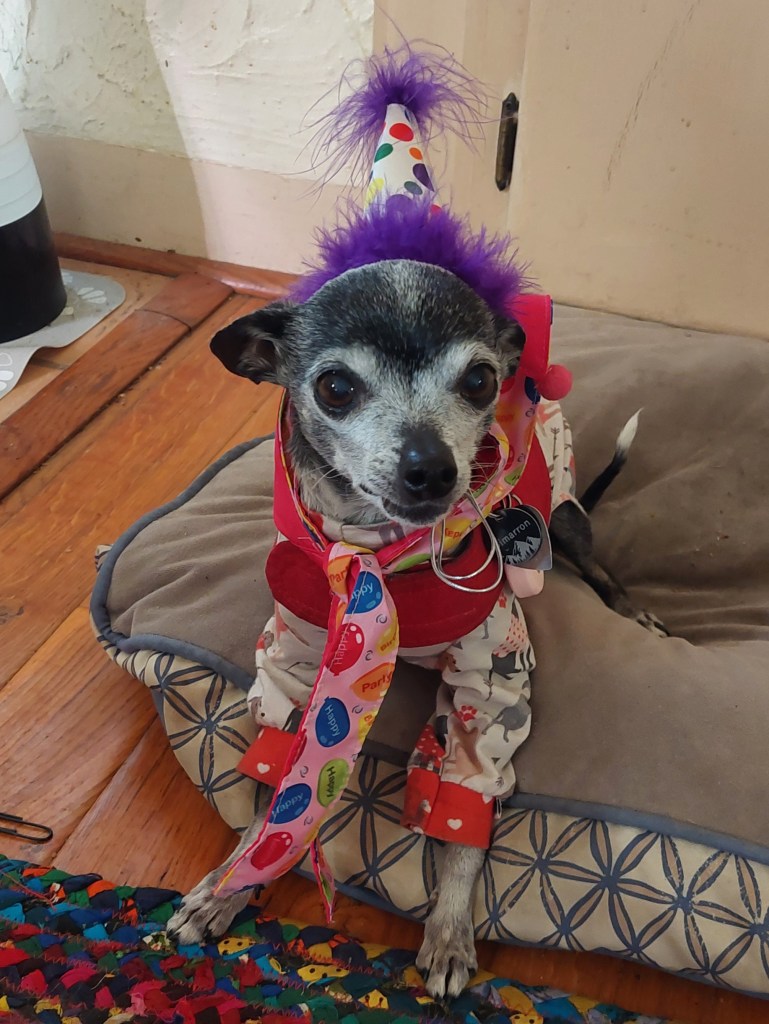 A small, elderly Chihuahua wearing a colorful party hat with a purple pom-pom and a festive necktie, sitting on a dog bed.