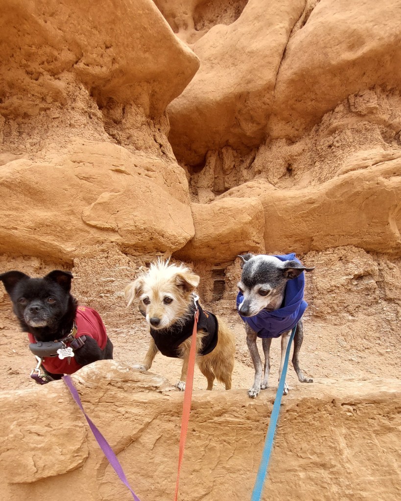 Three dogs standing on a rocky cliff in the desert, wearing colorful jackets.