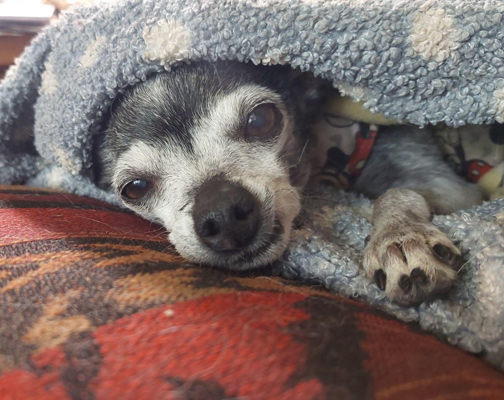 A cozy Chihuahua peeking out from under a soft blanket, resting on a colorful couch.