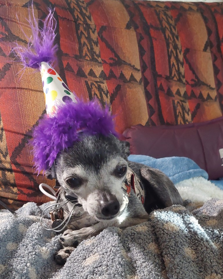 A small dog wearing a colorful party hat with purple feathers, resting on a fuzzy blanket against a patterned background.