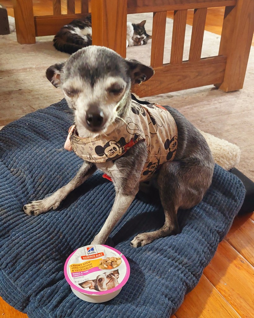 A small dog in a Mickey Mouse-patterned vest sits on a blue cushion, with a bowl of dog food placed in front of it. In the background, a cat is sleeping on the floor.