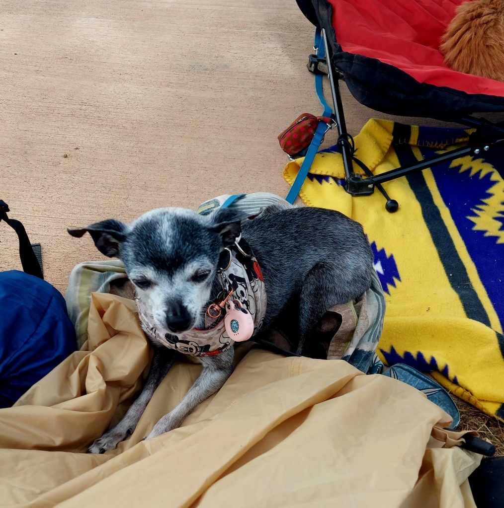 A small grey dog resting on a pile of fabric with a patterned blanket and chairs in the background.