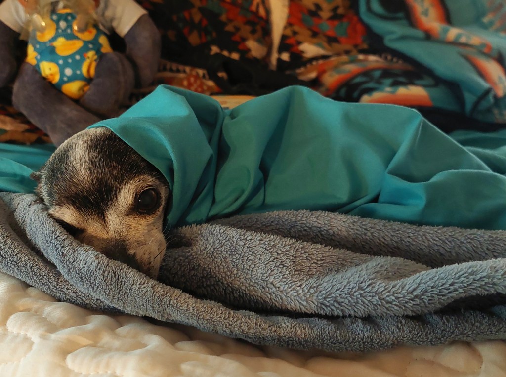 A small Chihuahua dog peeking out from under a turquoise blanket, resting on a blue blanket, with a colorful background featuring a doll.