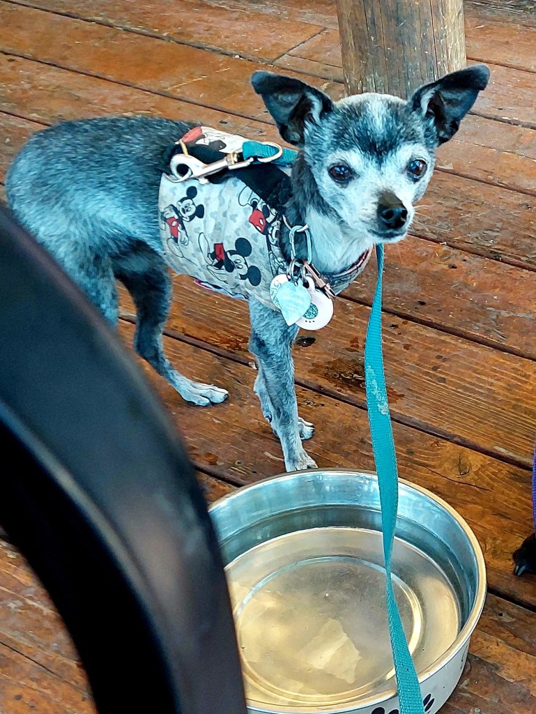 A small gray dog wearing a Mickey Mouse patterned harness stands beside a water bowl on a wooden floor.