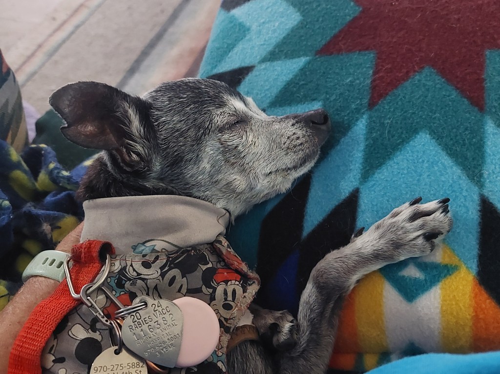 A small grey dog sleeping peacefully on a colorful blanket.