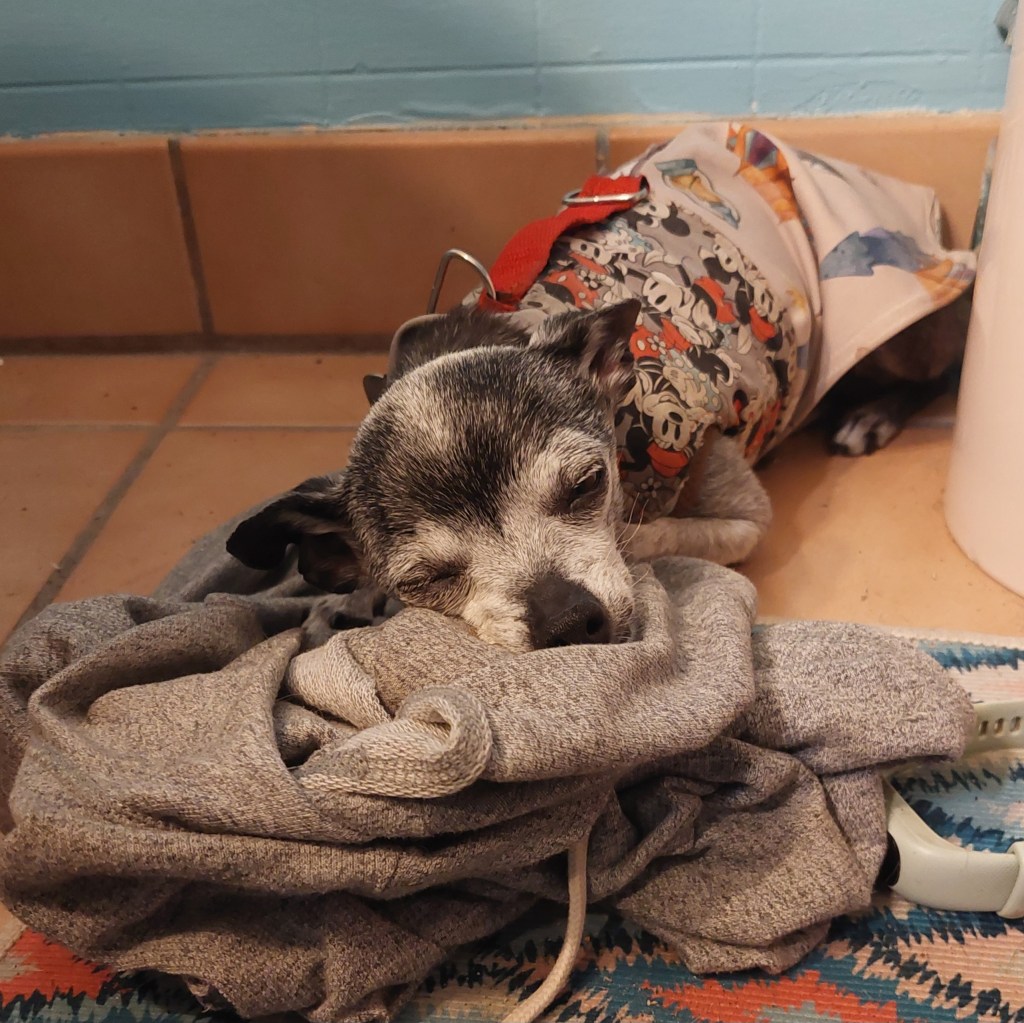 A small dog resting its head on a pile of gray clothing in a cozy indoor setting.