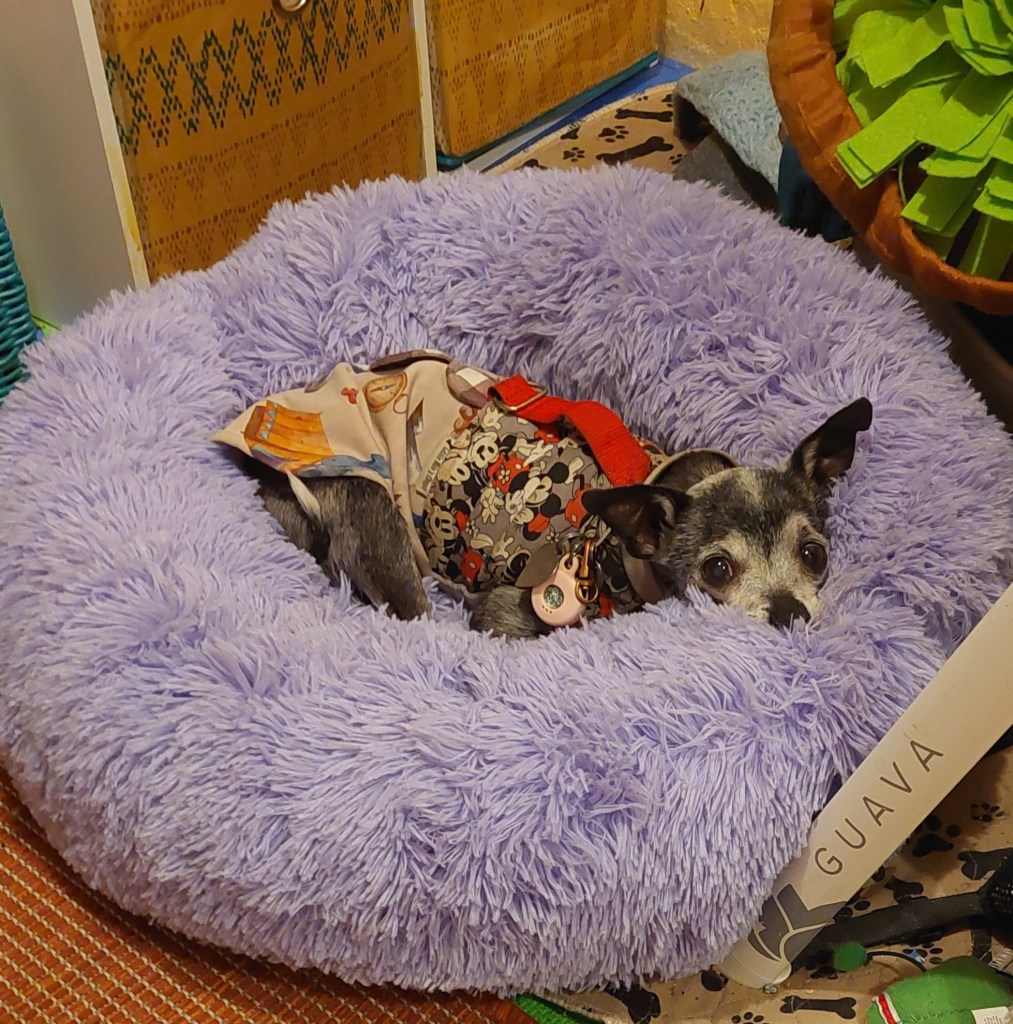 A small dog resting comfortably in a fluffy purple pet bed, wearing a colorful harness, with a cozy home environment in the background.