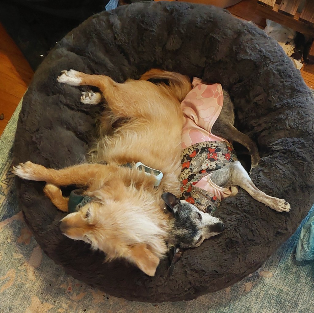 Two dogs snuggled together in a round pet bed, one with a tan coat and the other with a patterned outfit.
