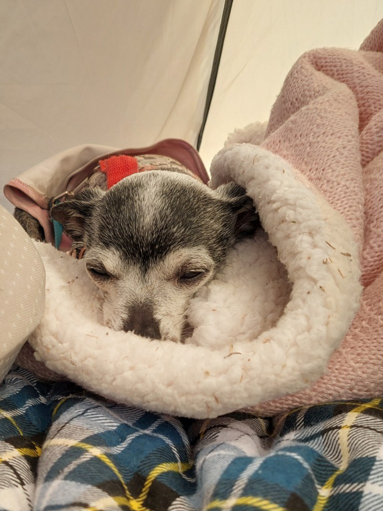 A small dog wrapped in a cozy blanket, sleeping peacefully inside a tent.