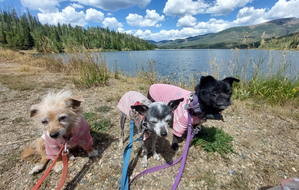 Three small dogs wearing pink shirts sit by a lake with green trees and mountains in the background under a blue sky with fluffy clouds.