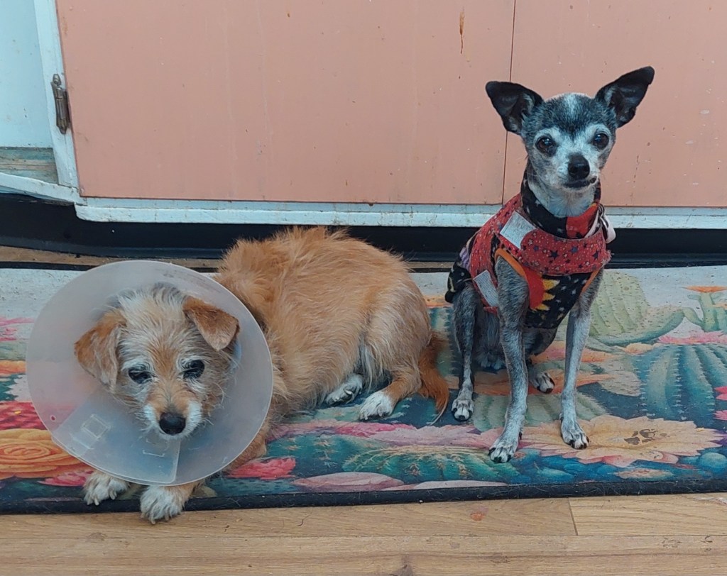 Two small dogs sitting on a colorful rug. One dog is wearing a cone collar, while the other is dressed in a harness. They are positioned next to each other in a home environment.