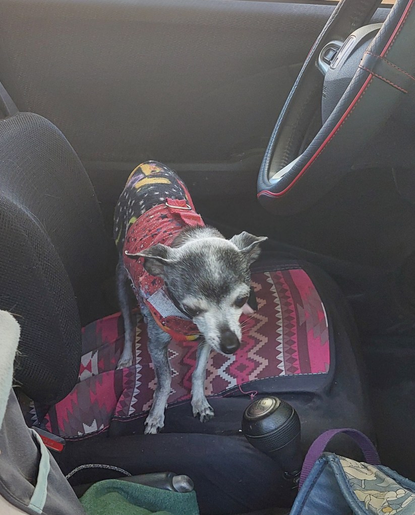 A small, grey-haired Chihuahua wearing a colorful vest stands on a patterned seat cover in a car interior, with a gear shift visible.