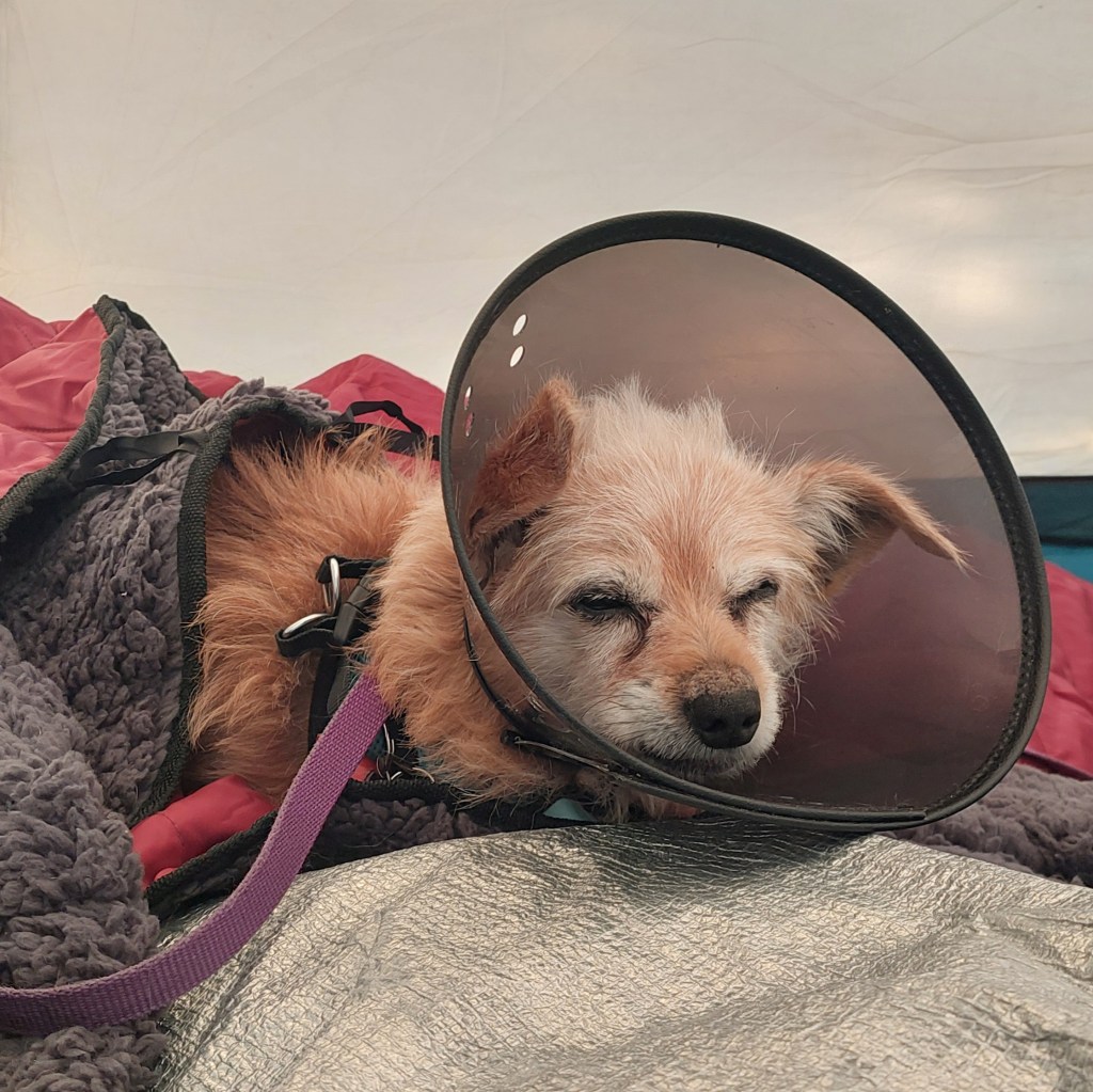 A small dog wearing an Elizabethan collar, resting comfortably in a camping setting surrounded by blankets.