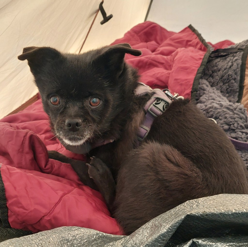 A small black dog with wide eyes, resting on a red camping blanket inside a tent.