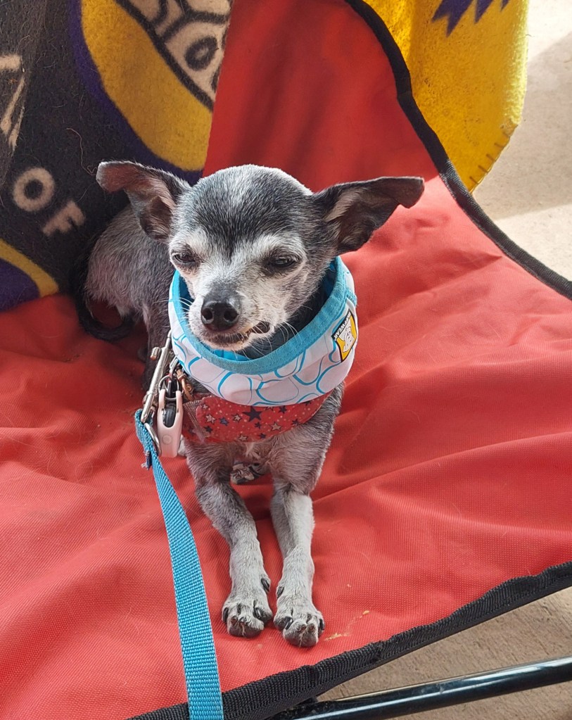 A small gray Chihuahua wearing a blue collar and red harness sitting comfortably on a red chair.