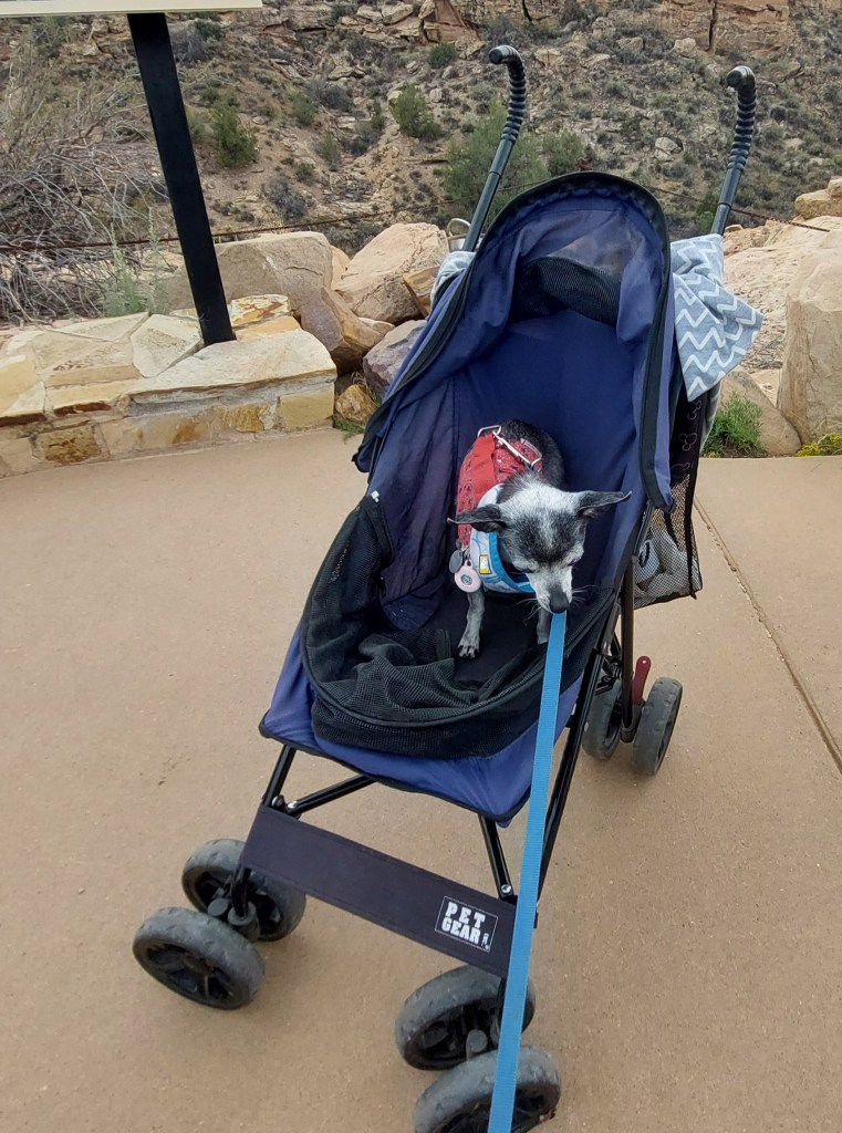 A small dog sitting in a blue pet stroller on a paved path, with rocky terrain and vegetation in the background.