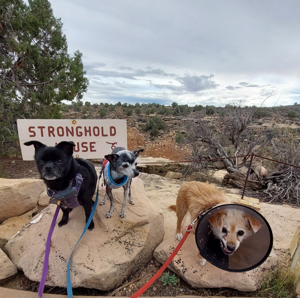 Three dogs of different breeds standing on a rock near a sign that reads 'Stronghold House' with a scenic background of trees and rocky terrain.