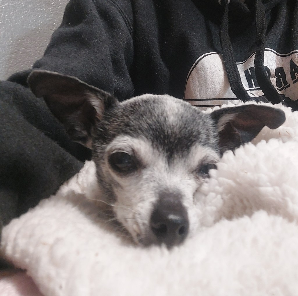 Close-up of a small, older dog lying on a fluffy blanket, resting its head peacefully with a person’s arm visible in a black hoodie beside it.