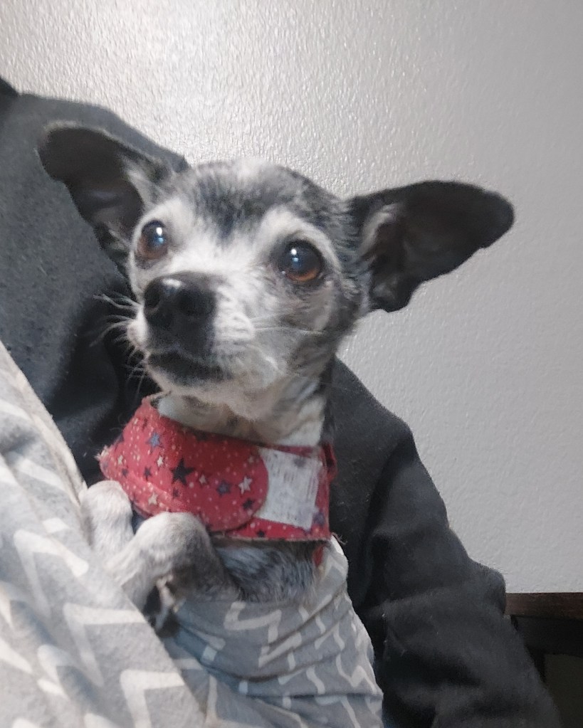 A small, gray and white dog with large eyes and prominent ears, wearing a red bandana with stars, being held by a person in a black shirt.