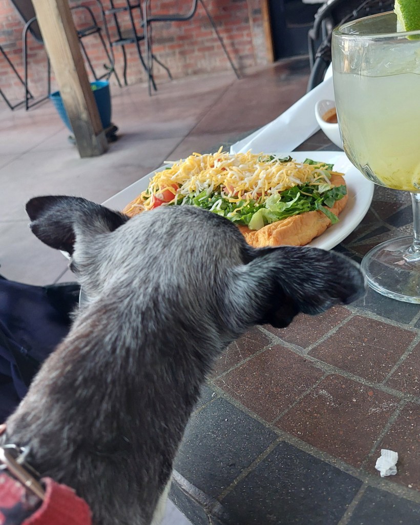 A close-up of a small dog curiously looking at a plate of food topped with lettuce, tomatoes, and cheese, placed on a table with a drink beside it.