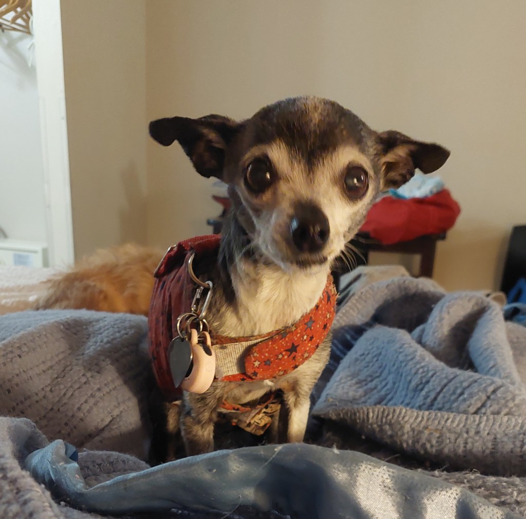 A small Chihuahua wearing a red harness with a star pattern, sitting on a blue blanket. Soft focus background shows hints of furniture.