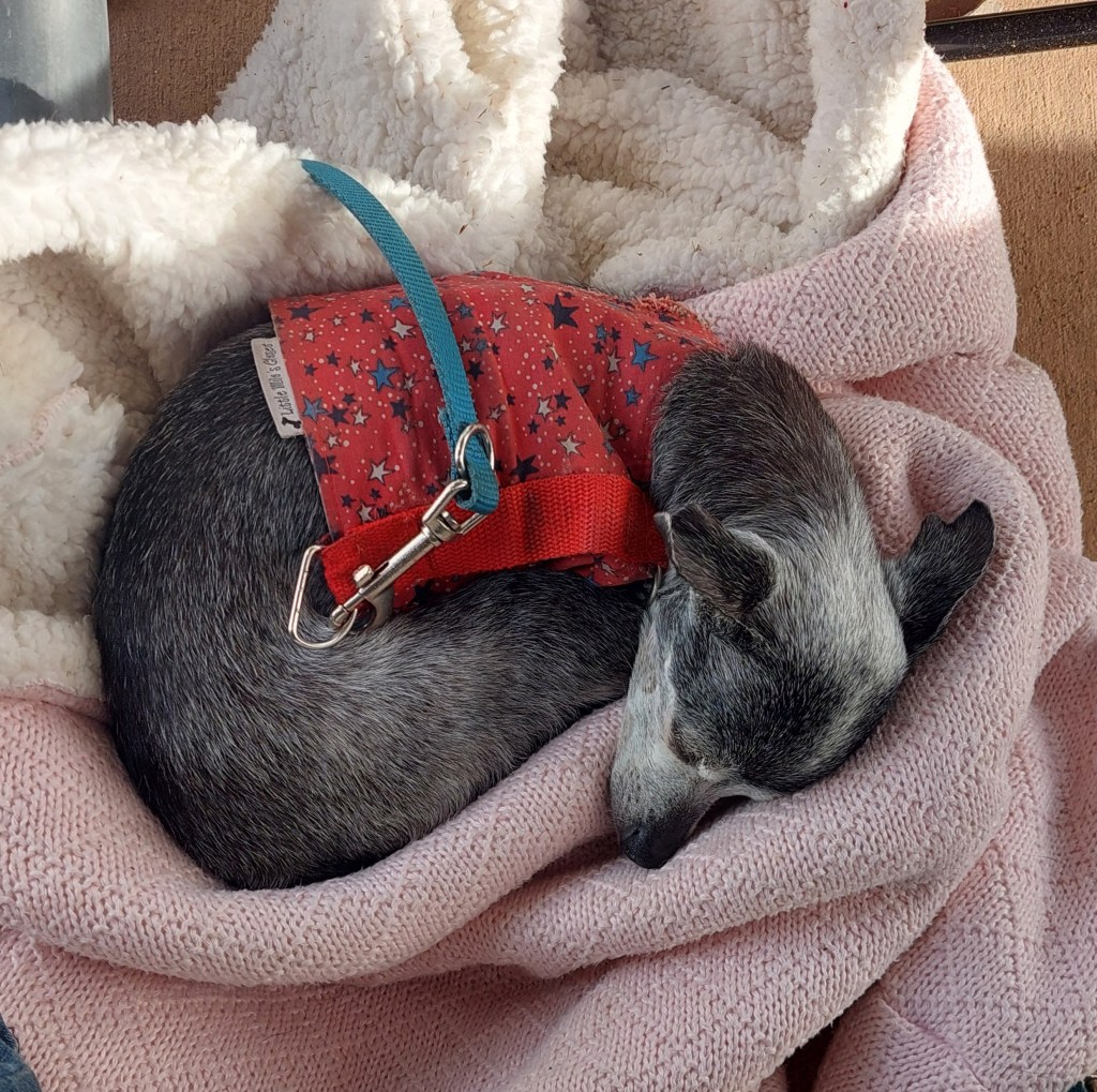A small dog sleeping on a cozy blanket, wearing a colorful harness with a blue leash attached.