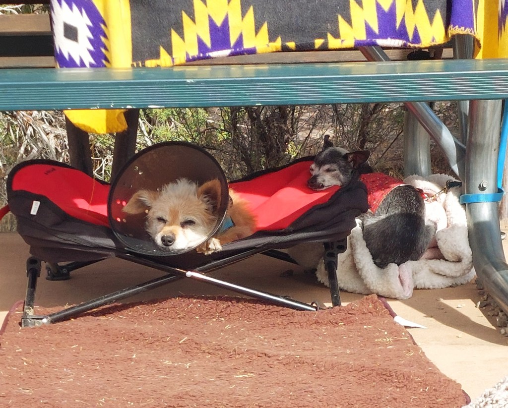 Two small dogs relaxing in the shade; one wearing an Elizabethan collar on a pet bed and the other snuggled in a blanket.