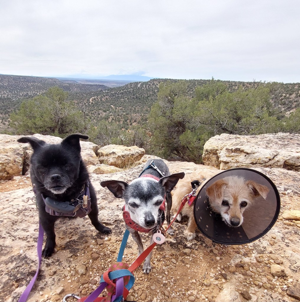 Three dogs of different breeds standing on rocky terrain with a scenic landscape in the background. The first dog is black, the second is grey with white markings, and the third is a light tan dog wearing an Elizabethan collar.