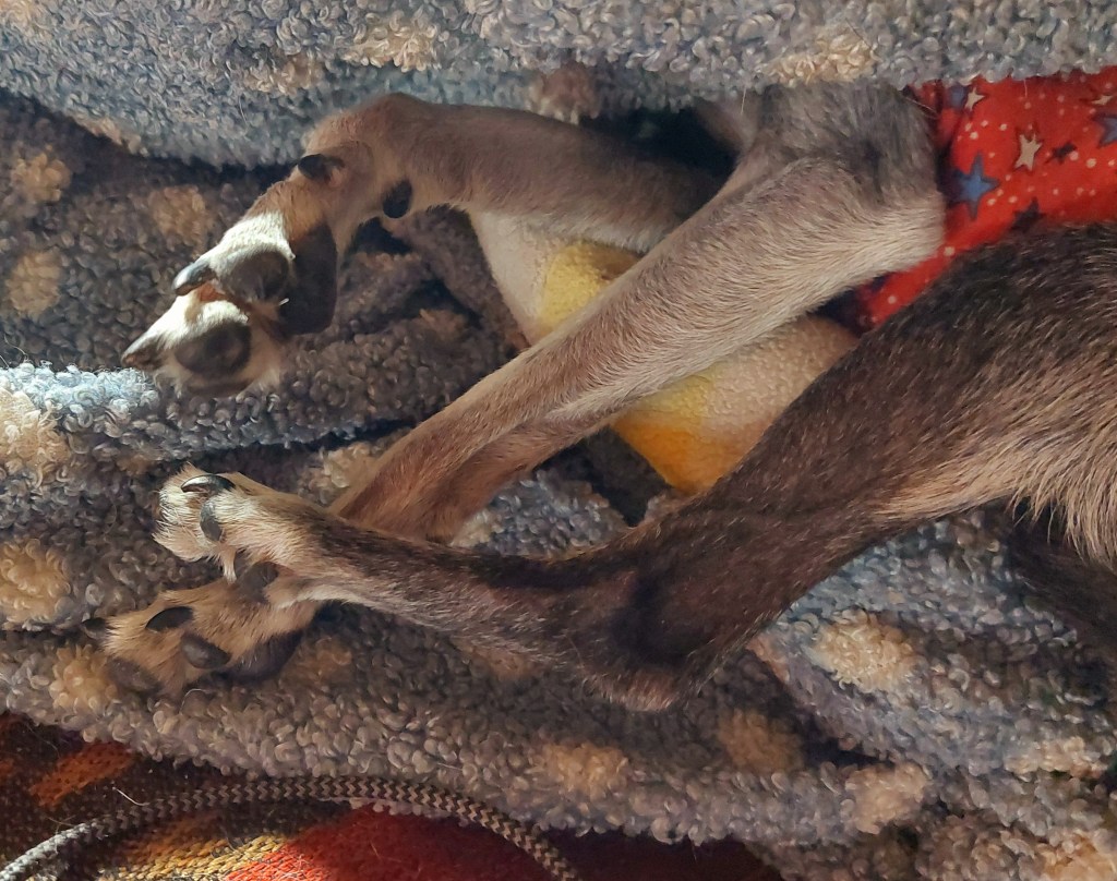Close-up of a dog's legs resting on a soft, textured blanket, with visible paws and part of a toy.