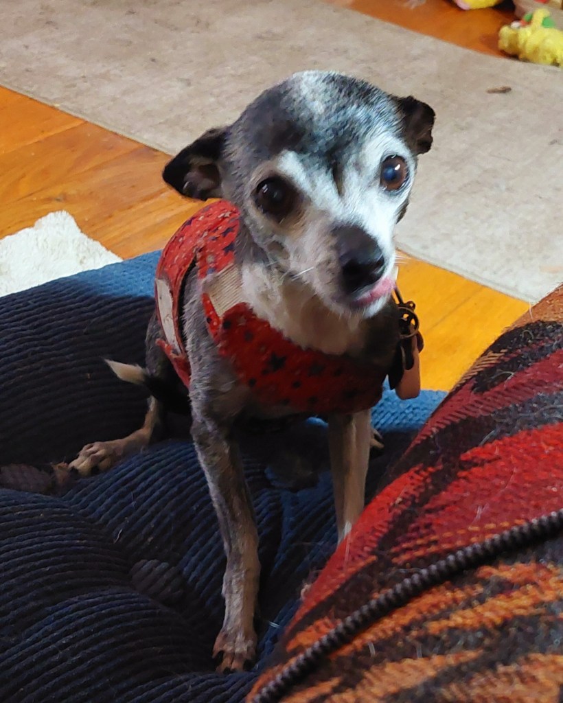A small, elderly Chihuahua wearing a red sweater sitting on a plush, dark blue dog bed with a wooden floor in the background.