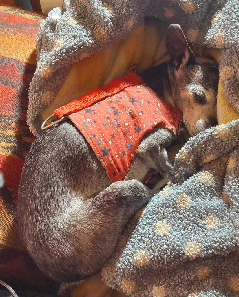 A small dog curled up in a cozy blanket, wearing a red harness with stars, resting peacefully on a colorful patterned surface.