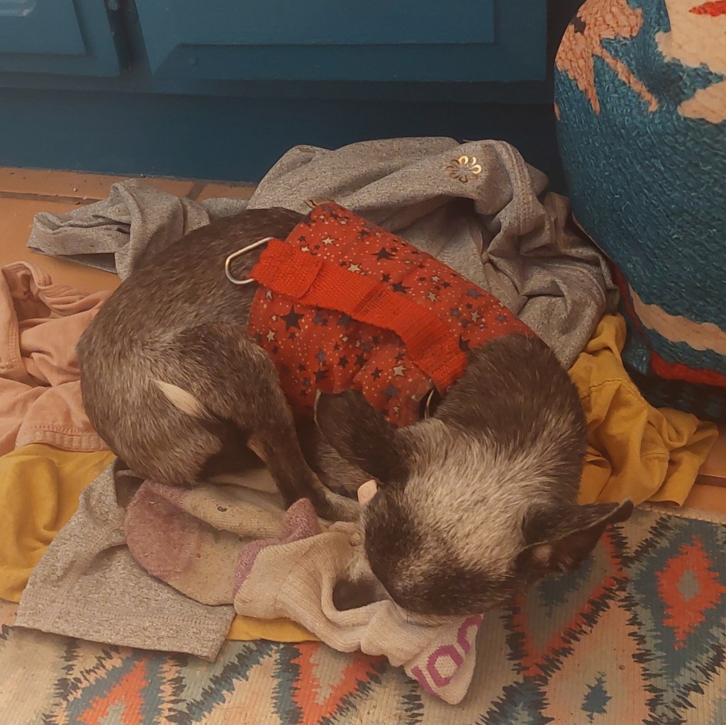 A small dog, likely a Chihuahua, curled up on a pile of clothes, wearing a red sweater with stars. The background features a colorful woven piece and blue cabinets.