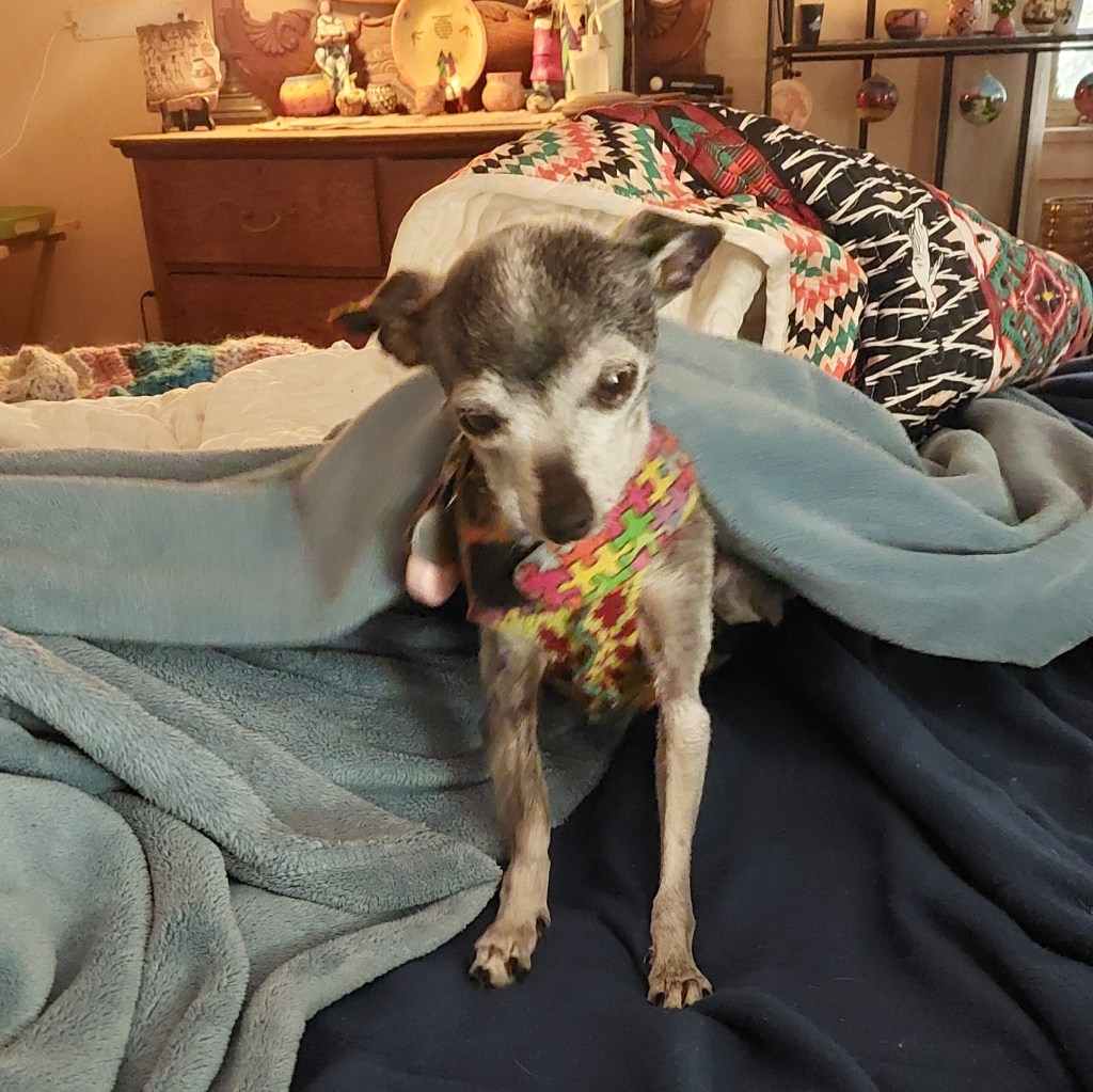 A small, gray dog with a colorful harness sitting on a bed, partially covered by a blanket.