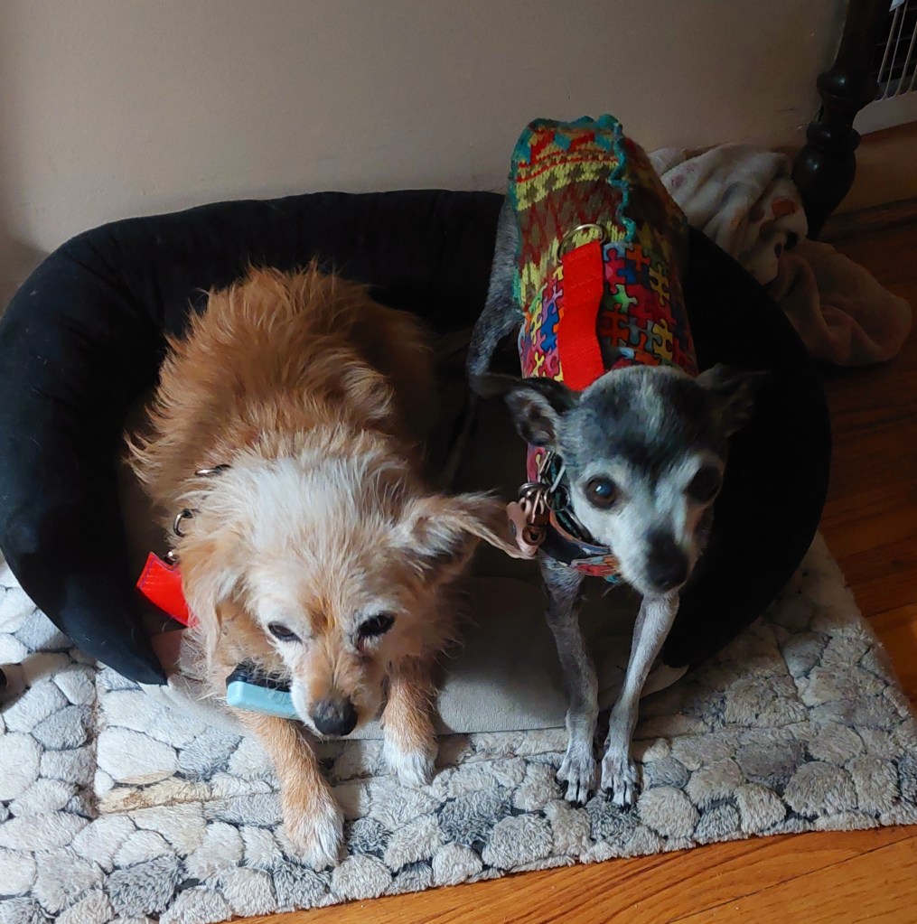 Two small dogs sitting on a soft pet bed. One dog is light brown with a fluffy coat and a blue toy in its mouth, while the other is grey with a colorful sweater.